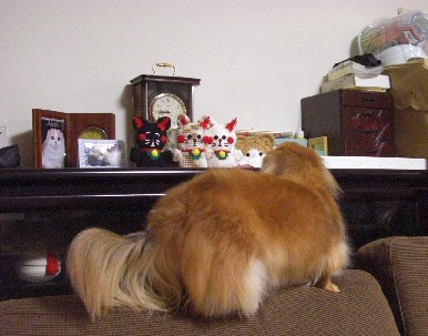 野次犬