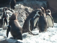 ペンギン