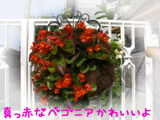 ベゴニアハンギング (2).jpg