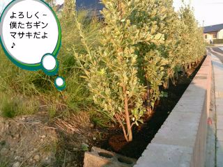 生垣　ギンマサキ
