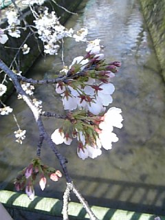 桜花びら