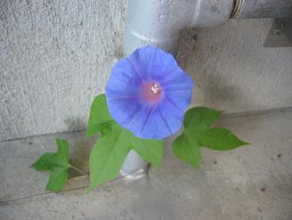 １０月に咲いていた朝顔