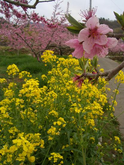 桃と菜の花.JPG