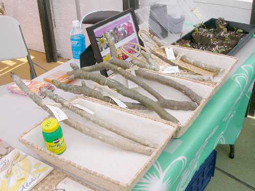 Img2006-04-30_0010.JPG