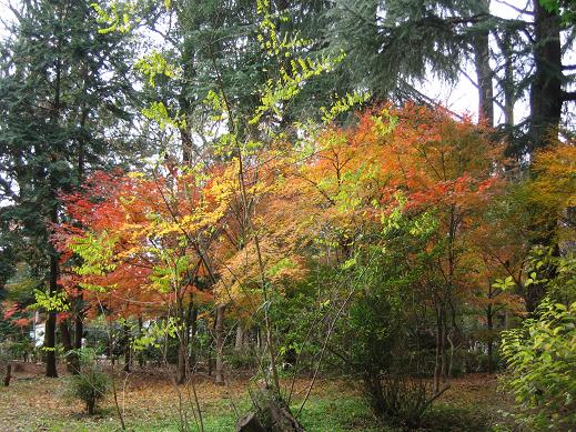 紅葉