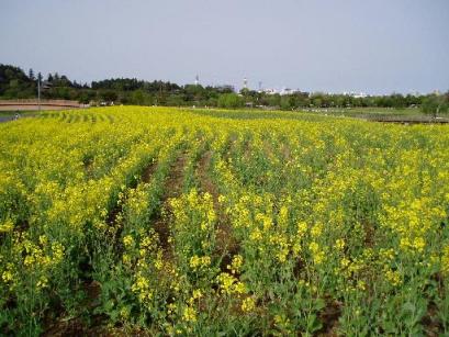 公園の菜の花1