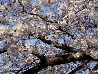 桜の花