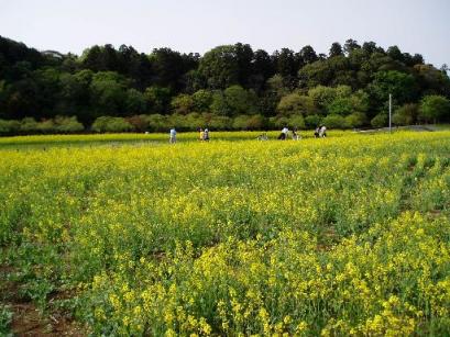 公園の菜の花3