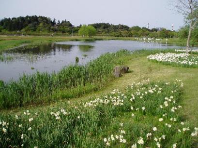 公園のスイセン