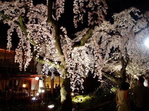 白川夜桜1