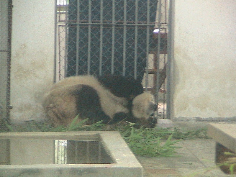 蘇州動物園パンダ