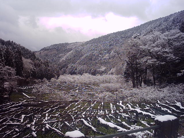 ワサビの谷