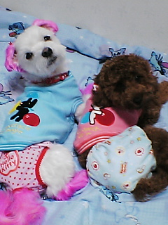 またまたあそろい