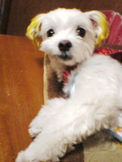 おこしちゃいました