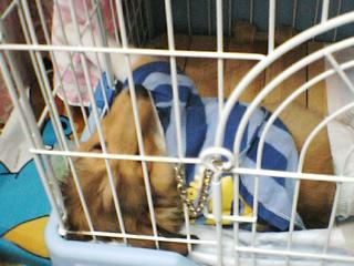 ねちゃいました