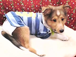 ここいごこち良いよ