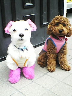 ２匹仲良く玄関で