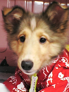 こうちゃんです