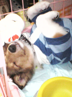 それにしても。。。