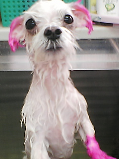 ﾘﾎﾞﾝシャンプー中！