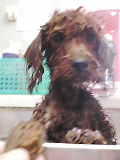 あやめシャンプー中！