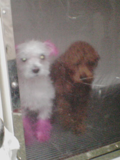 2匹仲良くドライヤーの中！