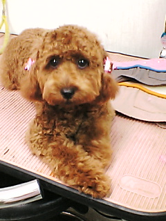 あやめシャンプーしました！