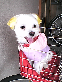 よこむいてるリボン