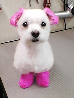 ふかふかﾘﾎﾞﾝ