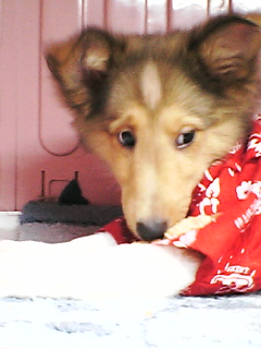 こうちゃんよこめ