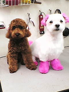 キレイになった２匹！