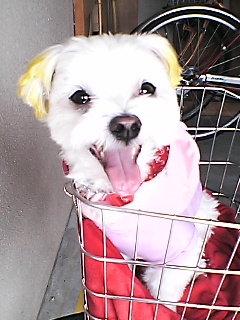 リボンにいちゃんお手本