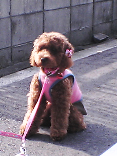 あやめストップ