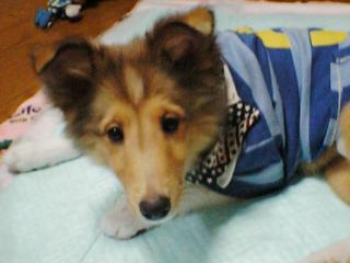 ぼく可愛いやろ