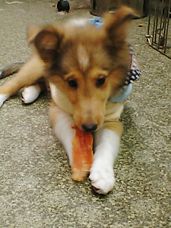 大型犬の。。。