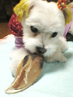 りぼんのひづめだよ