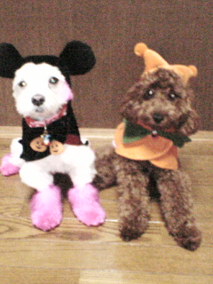 ハローウィン前