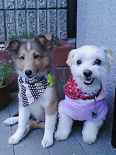 きょりちじまった