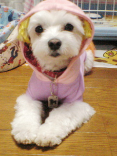 帽子かぶってます