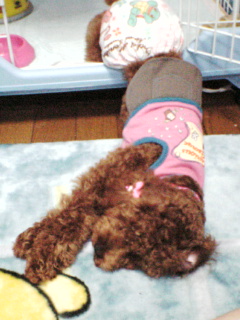 あやめすごい！