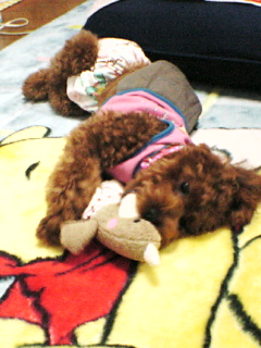 おもちゃにかぶりつく！