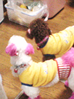 ご飯ねらってます！！