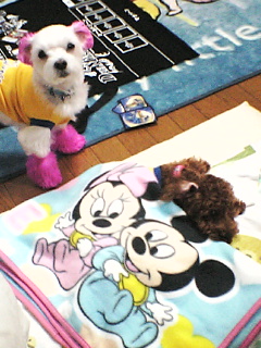 みてるだけ！！