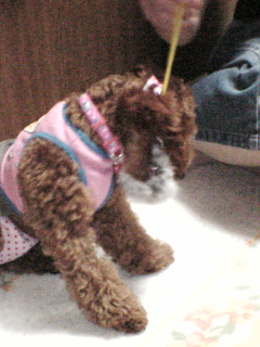 おもちゃガブ！