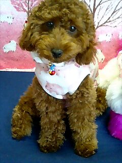 わたしめいなの