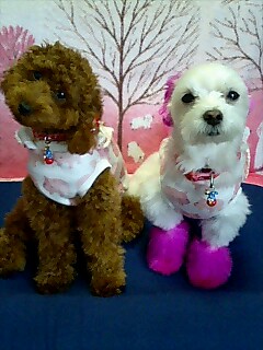 う～ん？。。。