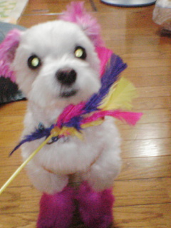 りぼんおもちゃ！