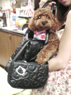 お姉ちゃんのカバンに。。。