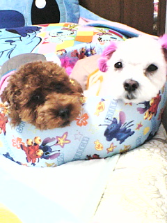 ２ひきなかよく