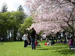 hanami2